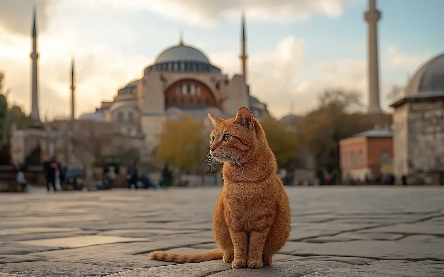 1 cat Istanbul